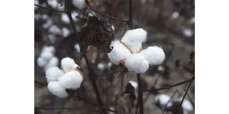 Government Reviewing 11% Duty on Raw Cotton Imports